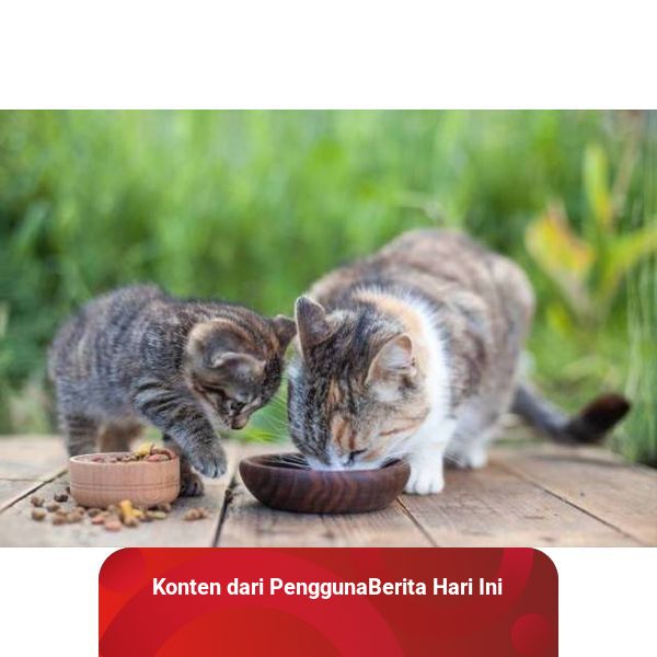 Wet food untuk kitten shop